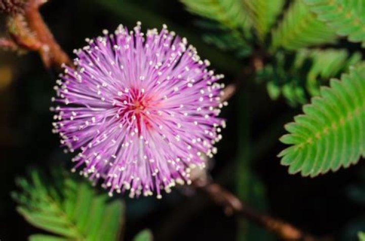 What is Mimosa pudica good for?