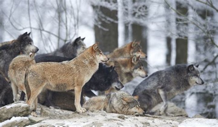 What is pack mentality in wolves?
