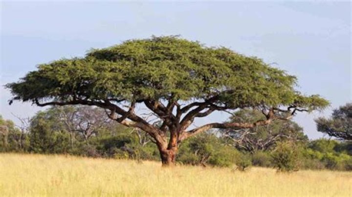 What is special about acacia trees?