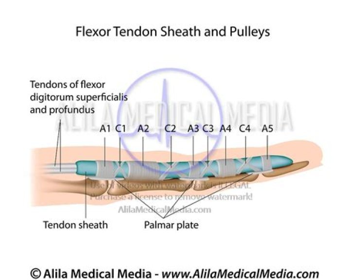 What is synovial sheath of flexor tendons?