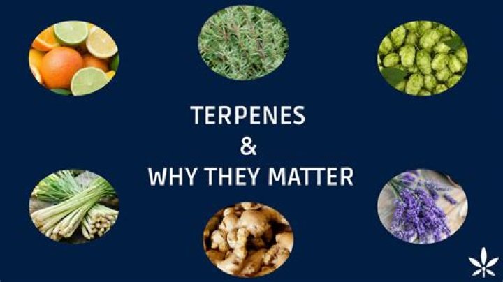 What is terpene weed?