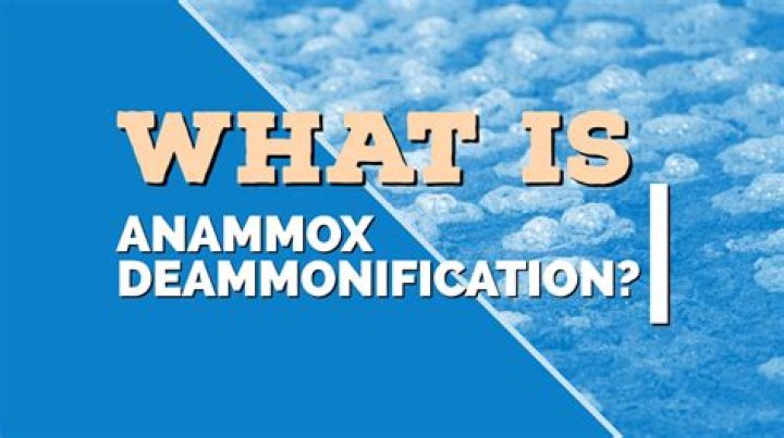 What is the anammox reaction?