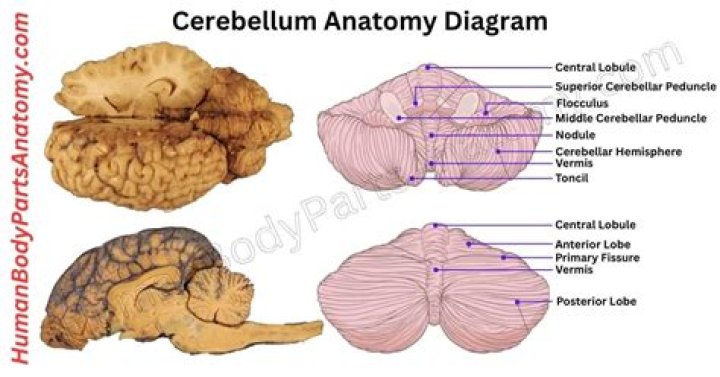 What is the function of the cerebellar hemisphere?