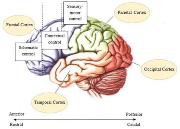 What is the function of the orbitofrontal cortex?