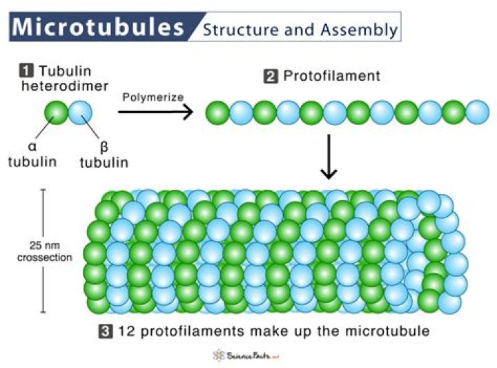 What is the function of Tonofilament?