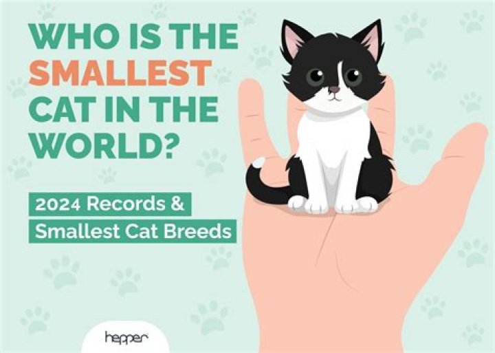What is the Guinness World Record for the smallest cat?