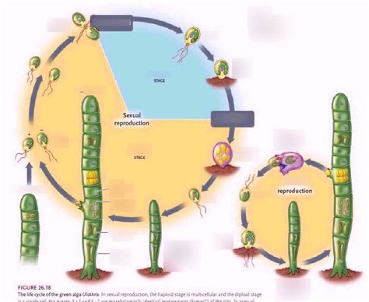 What is the life cycle of green algae?