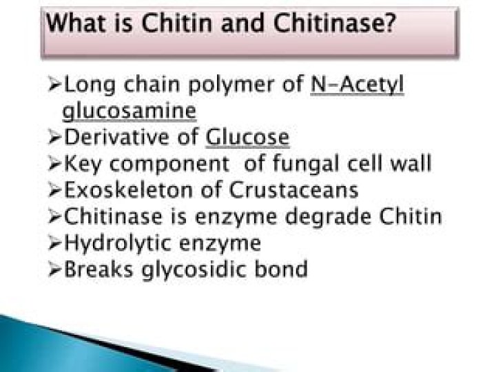 What is the main function of enzyme chitinase?