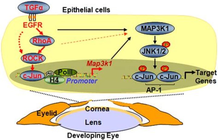 What is the MAP3K1 gene?
