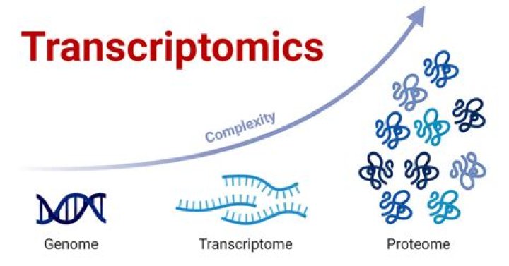 What is the meaning of transcriptomics?