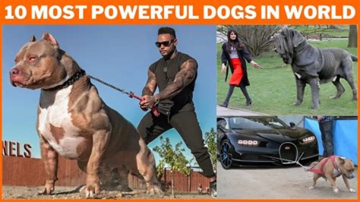 What is the most toughest dog in the world?