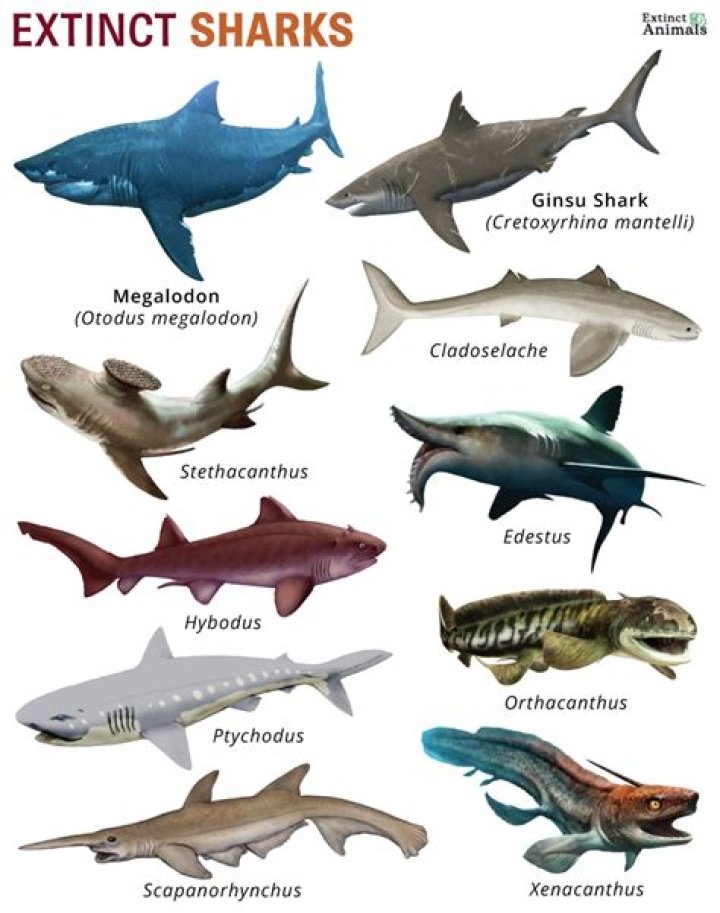 What is the newest shark species found?