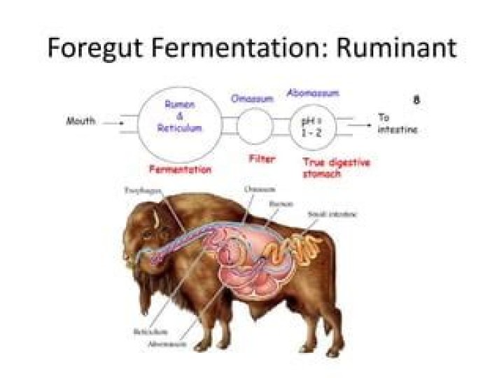 What is the purpose of foregut fermentation?