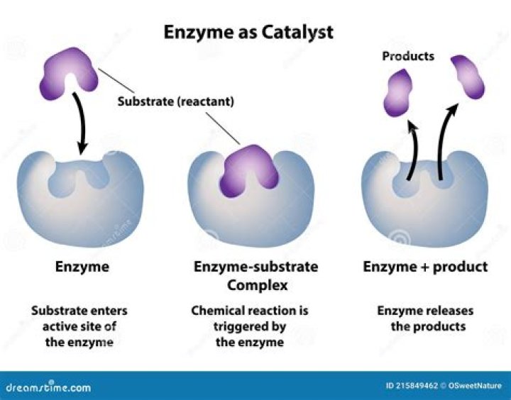 What is the reaction catalyzed by invertase?