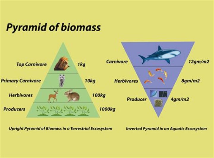 What is the relationship between biomass and trophic levels?