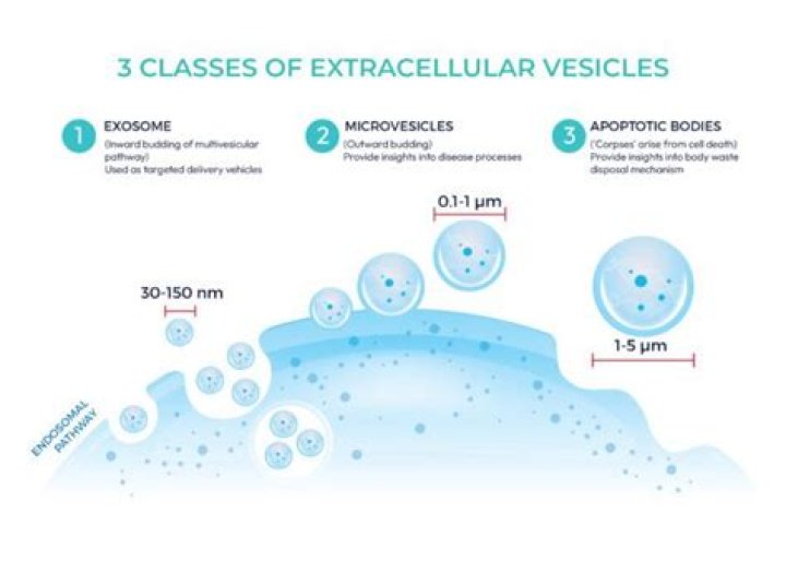 What is the size of extracellular vesicles?