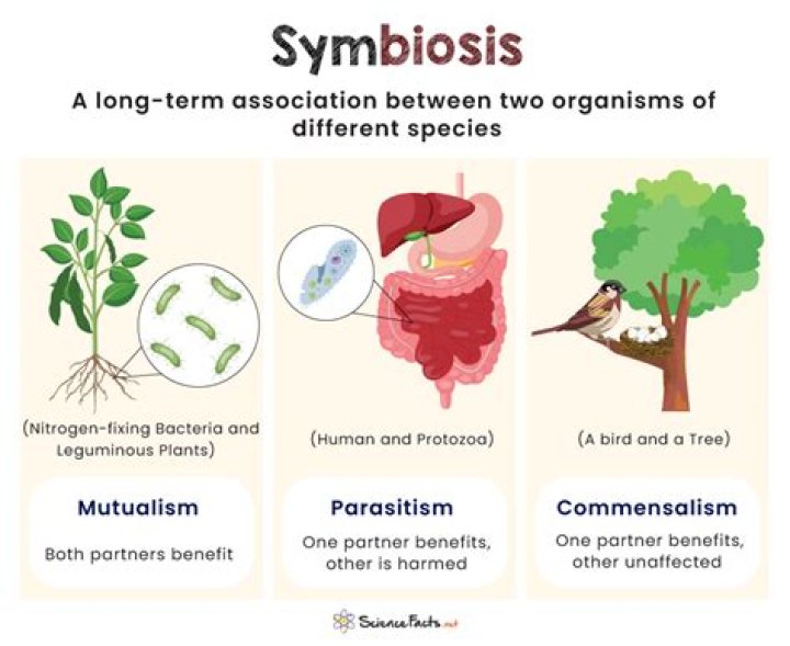 What is the symbiotic relationship between ants and acacia trees?