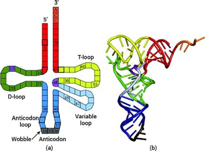 What is tRNA anticodon loop?