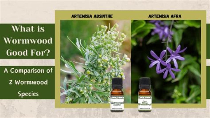 What is wormwood essential oil used for?