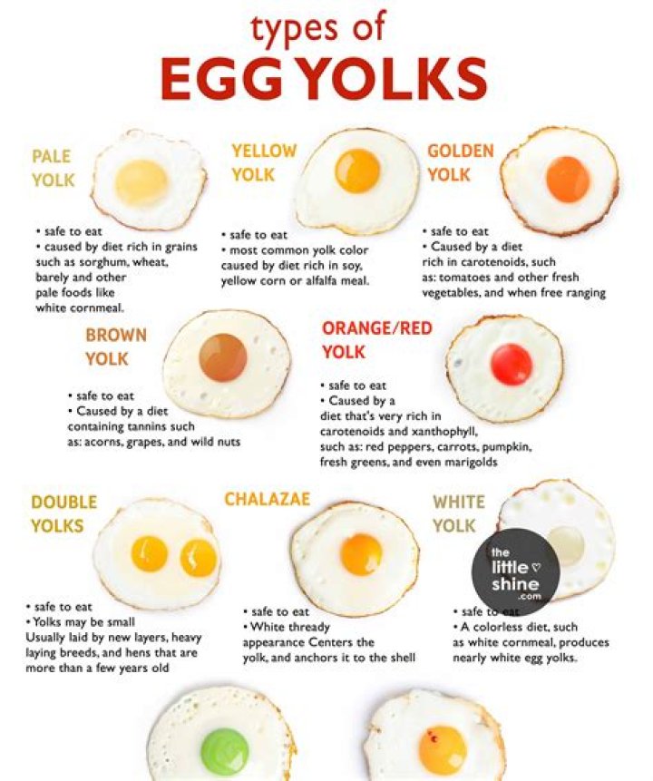 What is yolk famous for?