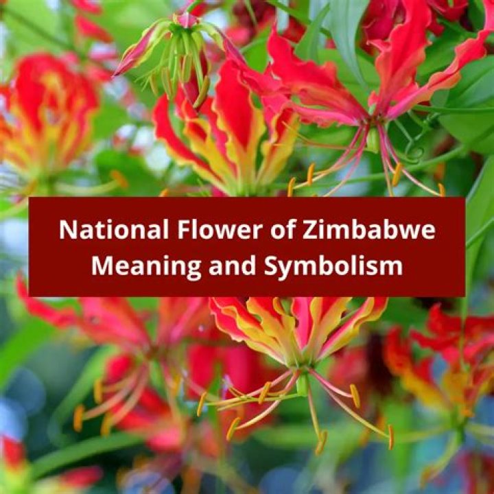 What is Zimbabwe national flower?