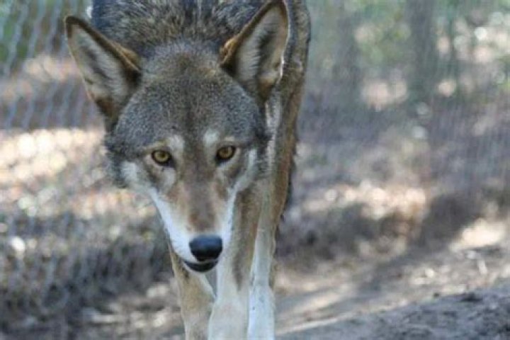 What kind of wolves live in Tennessee?