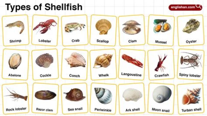 What minerals are in shellfish?