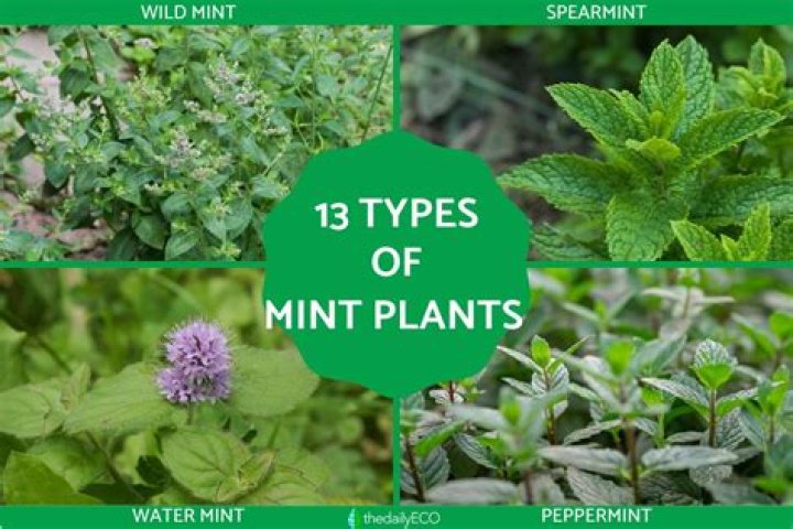 What plants are in a classic dish garden?