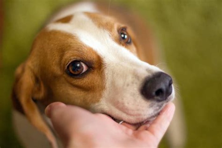 What problems do beagles have?