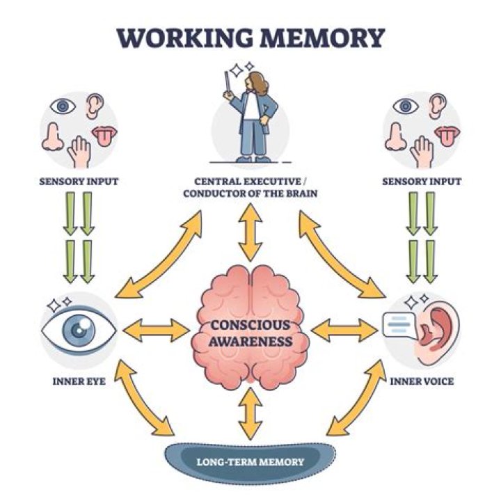 What task did Baddeley and Hitch use to support their working memory?