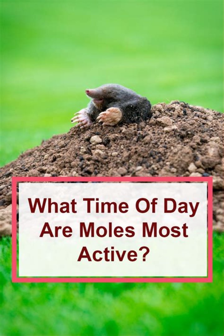 What time of the day are moles most active?