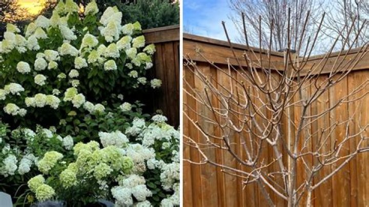 When should I prune Hydrangea paniculata?