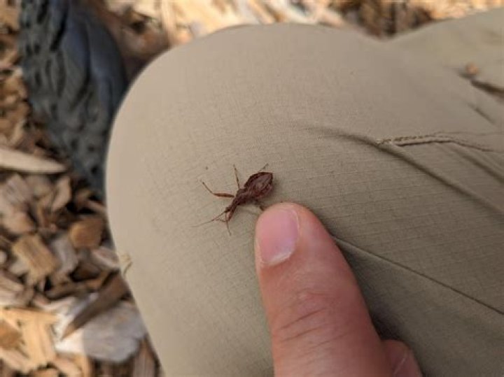 Where are kissing bugs located?