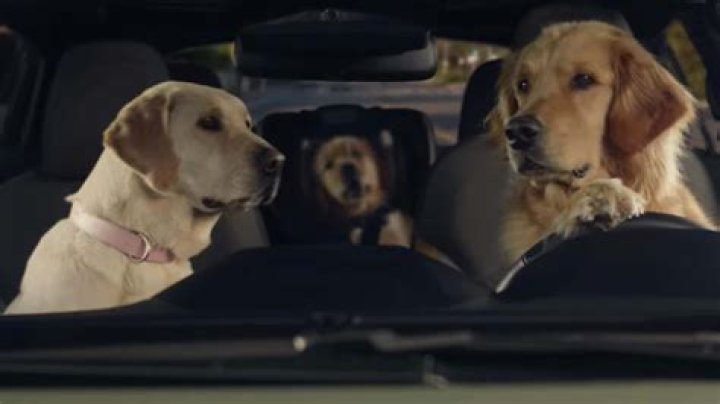 Where are the Subaru dog commercials?