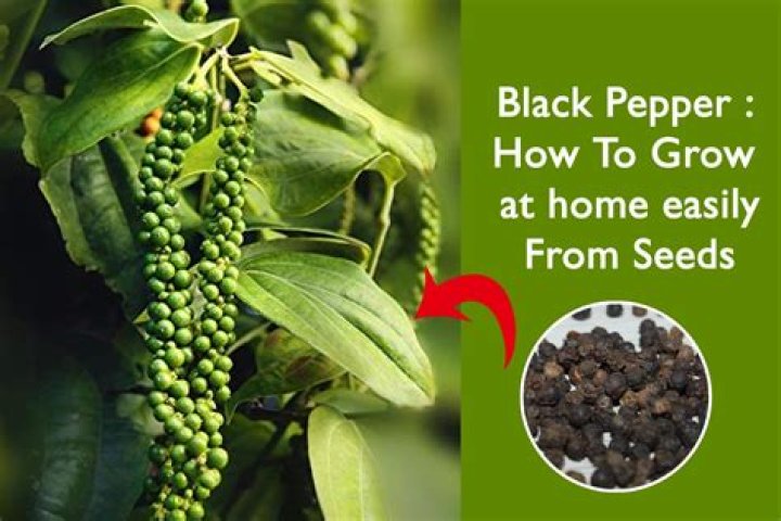 Where does black alder grow?