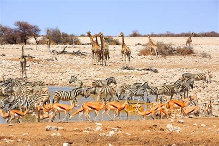Where should I stay when visiting Etosha?