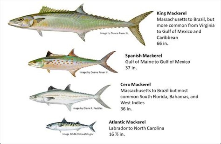Which mackerel is best?