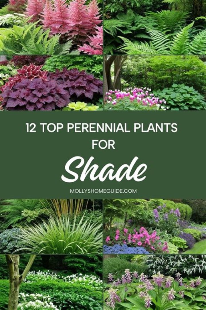 Which plants like lots of shade?