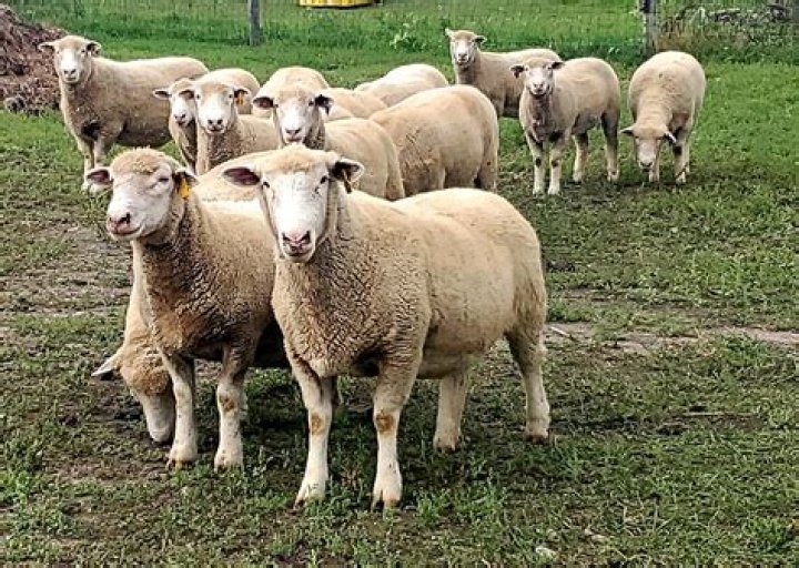 Which sheep is best for farming in Karnataka?