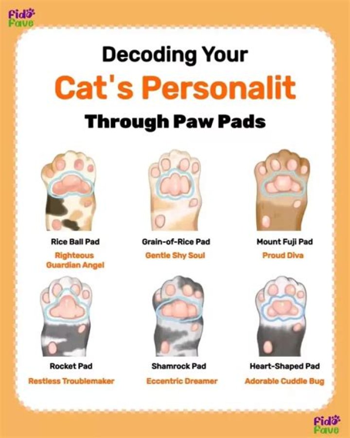 Why are the pads of my cats feet dry?