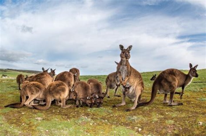 Why are there no kangaroos in New Zealand?