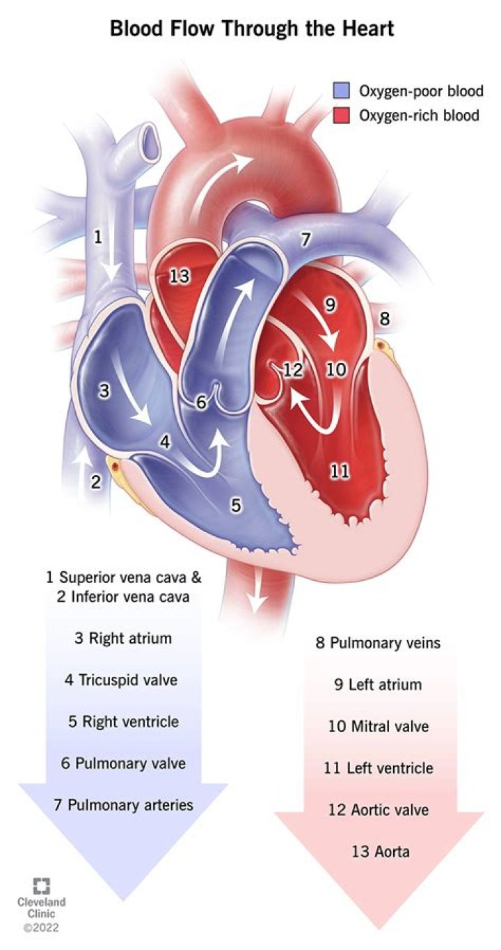 Why do I feel the feeling of blood flow?