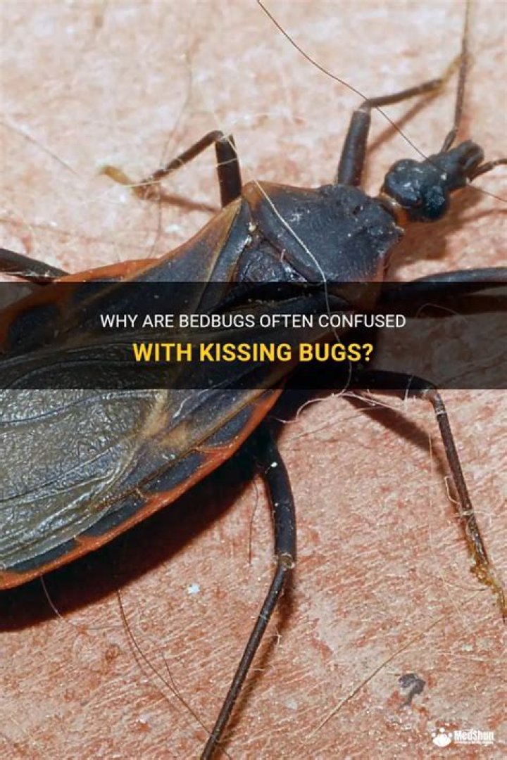 Why do they call them kissing bugs?