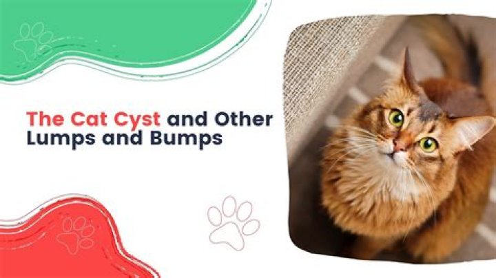 Why does my cat not clean his bum?