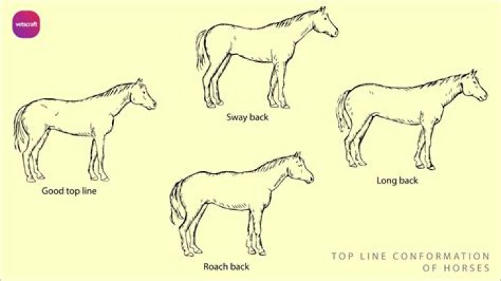 Why does my horse have lumps under her jaw?