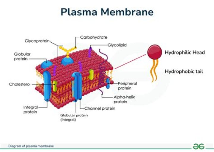 Why is the membrane impermeable to protons?